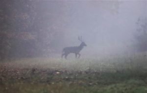 Majoritatea cerbilor de trofeu rezervați pentru acest an de către Direcția Silvică Harghita au fost vânați / Vânătorii plătesc doar pentru trofeu, costurile unei partide pe teren ajungând între 2.000 și 3.000 de euro