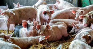 Prețul porcului și pierderea la tăiere