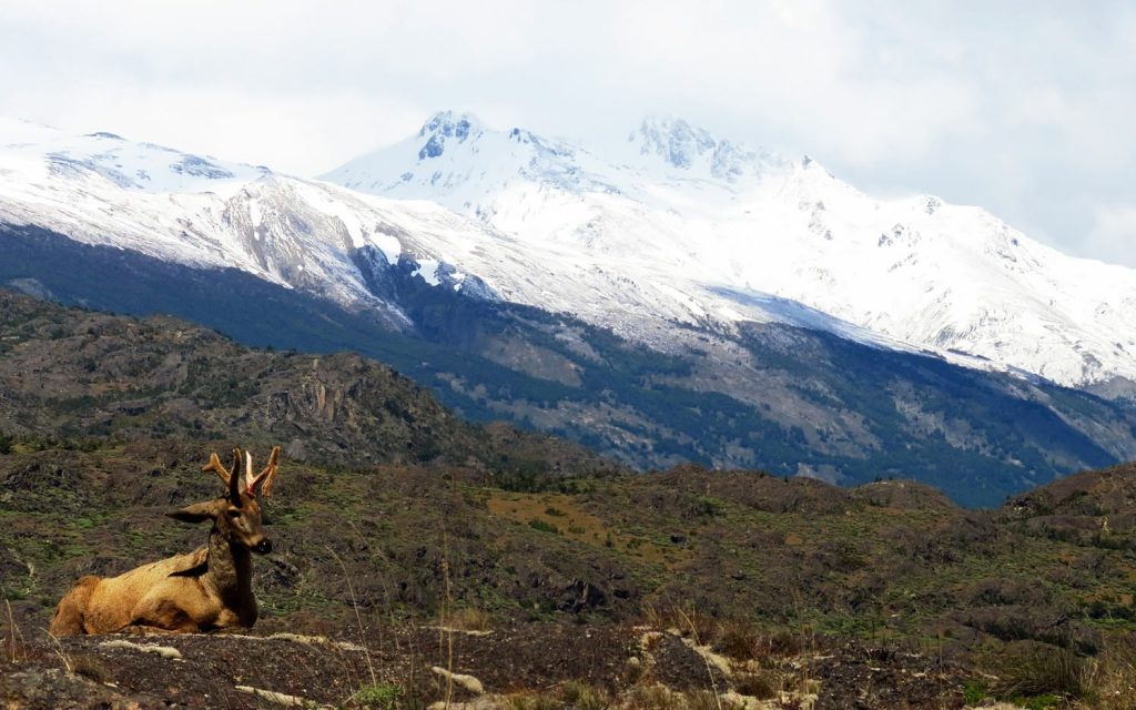 Cinci turiști internaționali au decedat în Chile în urma unei furtuni cu viscol în rezervația naturală Torres del Paine din Patagonia