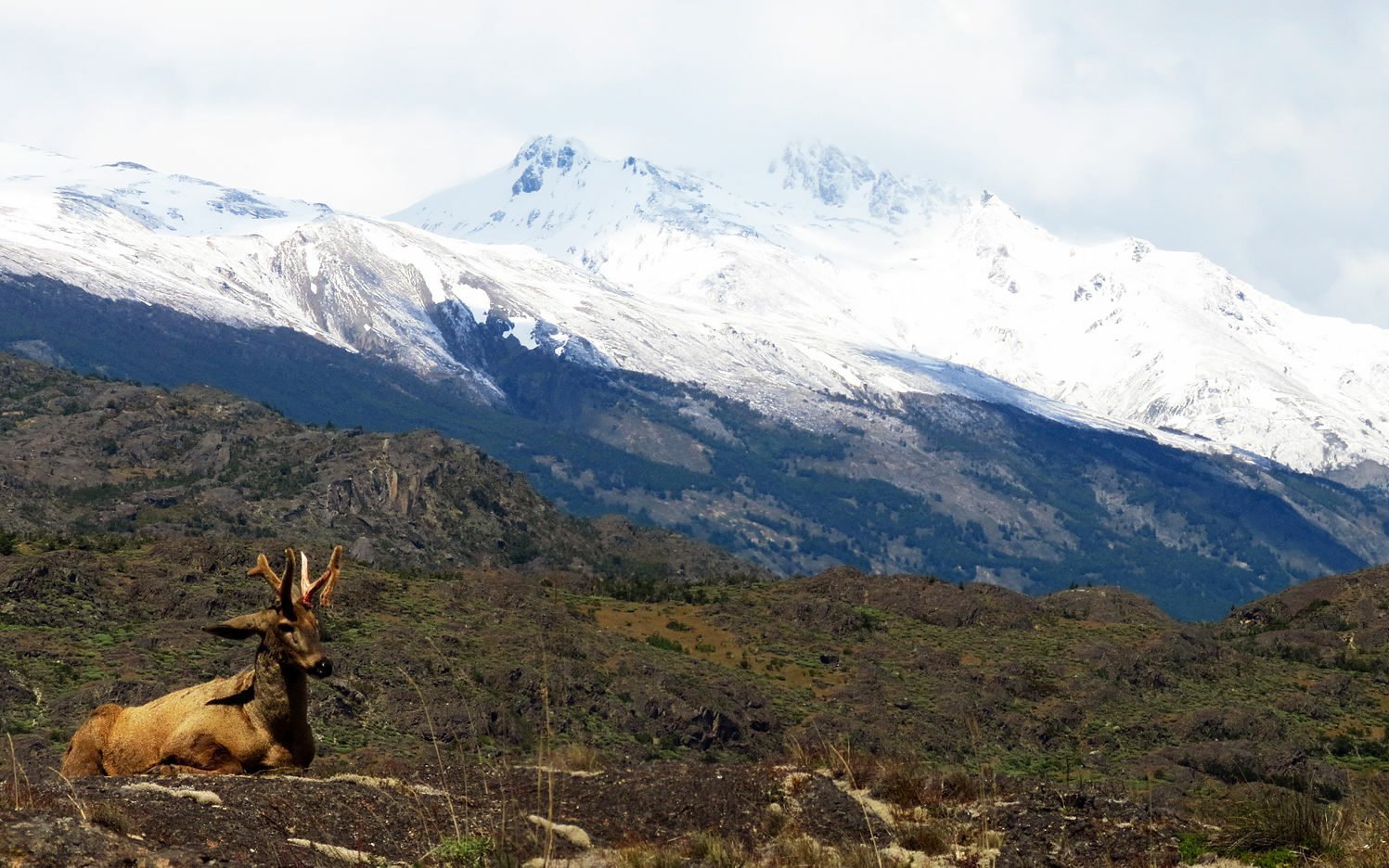 Cinci turiști internaționali au decedat în Chile în urma unei furtuni cu viscol în rezervația naturală Torres del Paine din Patagonia