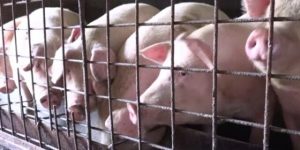 Porcul de Crăciun devine mai costisitor și mai dificil de procurat din cauza răspândirii pestei porcine, cu prețuri de peste 22 de lei pe kilogram