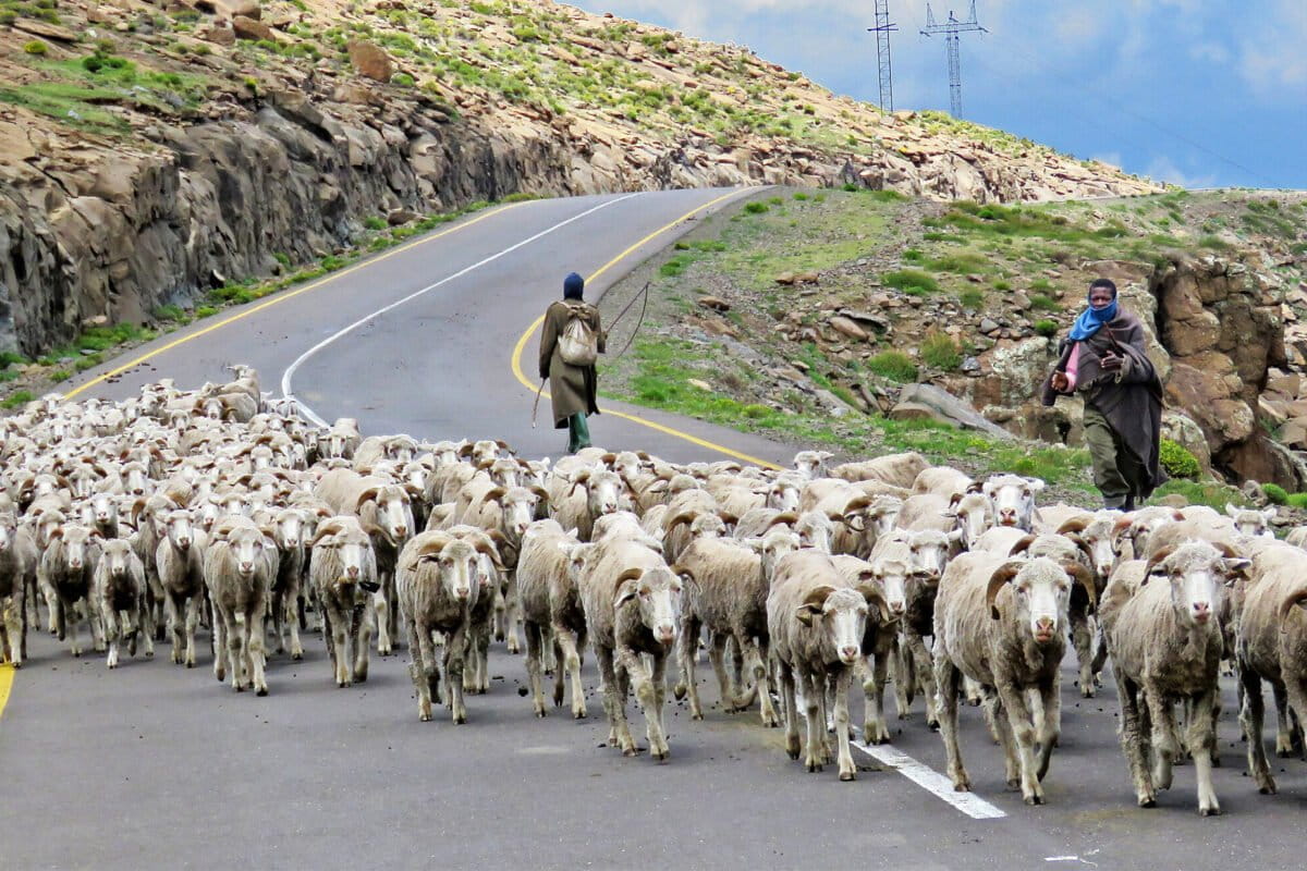 Pastoralists in Lesotho.