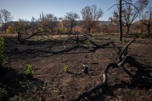 Ciprian Ciucu afirmă că a semnat acordul pentru protejarea Parcului IOR și solicită administrației locale să acționeze în instanță pentru recuperarea zonei verde
