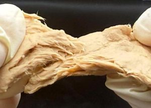 Ciuperci cu conținut ridicat de proteine, asemănătoare cărnii ca gust și textură, dezvoltate de cercetători chinezi prin modificări genetice pentru reducerea energiei și a nutrienților