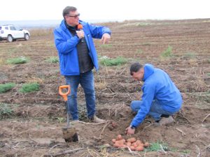 VIDEO | Cartofi autohtoni disponibili pe rafturile magazinelor pe tot parcursul anului / Nicolae Șerban de la Șerban Holding: „Totul începe de la pământ și respectul pentru el”