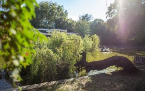 Cătălin Drulă sugerează plantarea a un milion de copaci în Capitală în următorii cinci ani