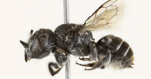 O specie inedită de insectă polenizatoare, dotată cu structuri asemănătoare cornului, a fost identificată pe teritoriul australian și a primit numele demonic Lucifer.