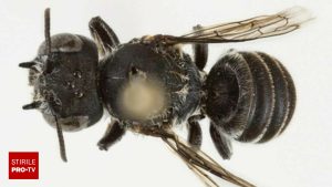 O nouă specie de albină a fost descoperită și denumită Lucifer, cu coarne asemănătoare diavolului