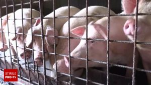 Porcul de Crăciun, scump și greu de găsit din cauza pestei porcine, 22 lei/kg