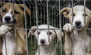 Ciprian Ciucu: Nu sprijin eutanasierea câinilor fără stăpân; recunoaște că și-a schimbat opinia după o reacție emoțională și propune alternative precum adopția sau îngrijirea în adăposturi civilizate