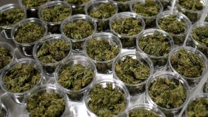 Terapia cu CBD pentru epilepsie în pericol din cauza bugetului guvernamental