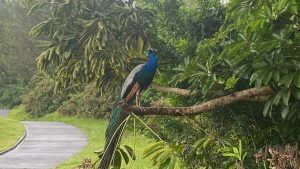 Vremea în Hawaii pe 28 noiembrie 2025