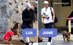Tom Brady dezvăluie că și-a clonat câinele, un pitbull pe nume Junie, acum doi ani