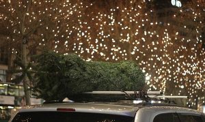 Se vor instala 26 de brazi voluminoși și alte 850 de brazi în vase în Iași pentru sărbătorile de iarnă, iar iluminatul festiv va fi activat pe 1 decembrie în apropierea Primăriei