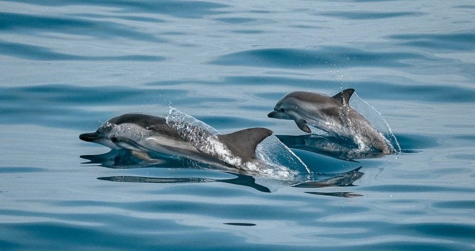 Sute de metri de plase de pescuit retrase din Marea Neagră și eliberarea unui sturion și a unui delfin de către polițiștii de frontieră