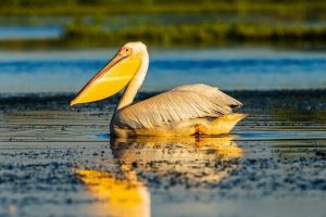 Judecătorii confirmă refacerea digului Carasuhat din Mahmudia, activiștii de mediu avertizează asupra unui potențial dezastru social și ecologic dacă zona renovată va fi secată, iar oficialii din Delta caută soluții.