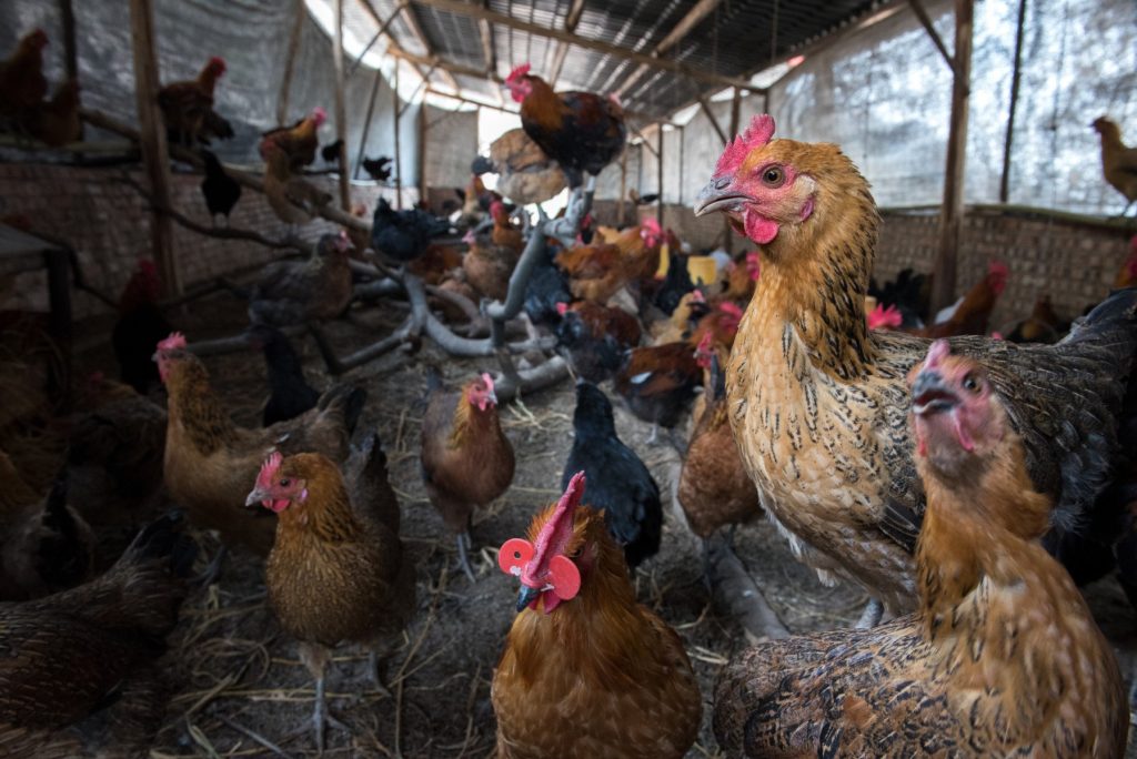 Expansiunea accelerată a gripei aviare în Europa stârnește temeri de o nouă criză, milioane de păsări de curte fiind ținute în adăposturi pentru a evita infectarea