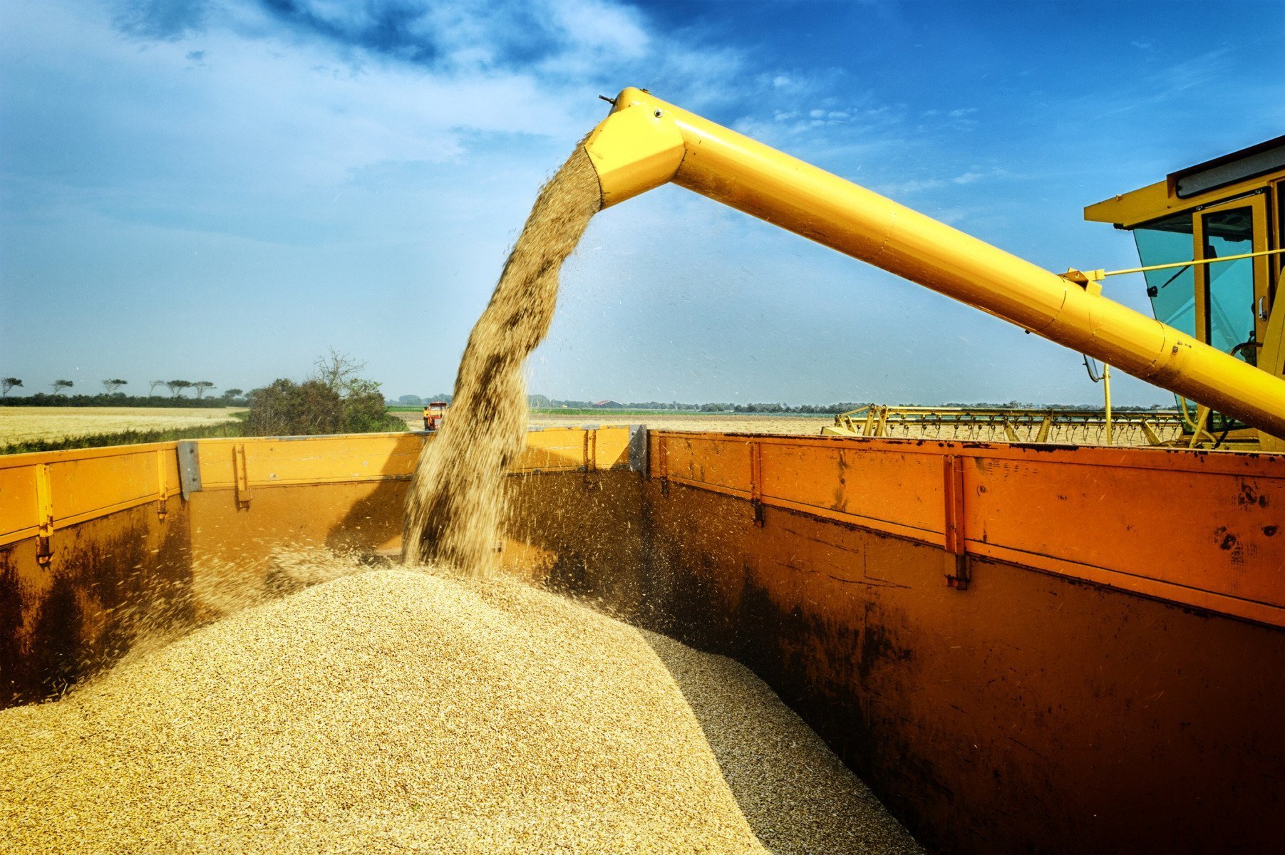 Percheziții la un important producător de cereale din Bihor, suspectat de înșelarea mai multor furnizori naționali cu 14 milioane de euro, și reținerea unui administrator