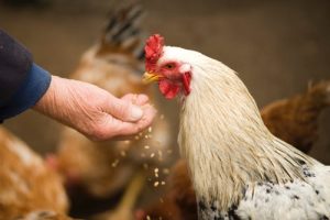 Primul deces provocat de virusul gripei aviare H5N5 în Statele Unite