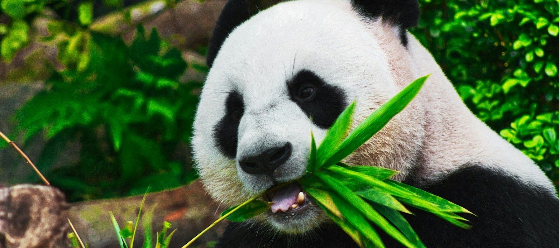 urs-panda-natura.jpg