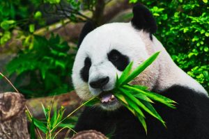 Numărul pandas uriași în captivitate în China aproape s-a dublat în ultimii zece ani datorită tehnologiilor de conservare de ultimă generație