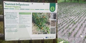 Restaurarea ecologică a 200 de hectare de păduri în Munții Făgăraș pentru o reziliență sporită la schimbările climatice, utilizând tehnologii moderne precum LIDAR și analize genetice, iar solurile din regiune rețin mai mult carbon decât în anumite țări vestice
