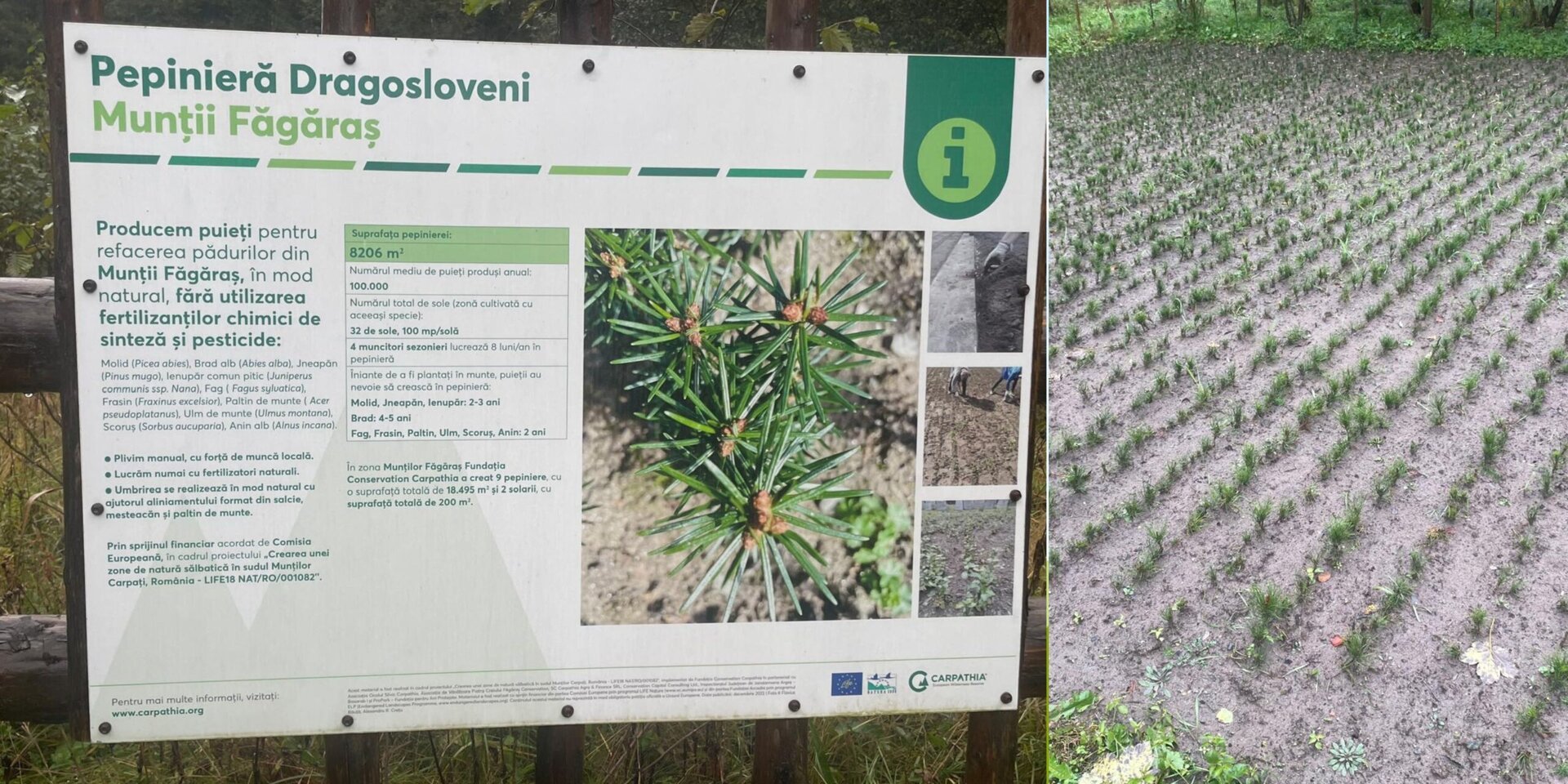 Restaurarea ecologică a 200 de hectare de păduri în Munții Făgăraș pentru o reziliență sporită la schimbările climatice, utilizând tehnologii moderne precum LIDAR și analize genetice, iar solurile din regiune rețin mai mult carbon decât în anumite țări vestice