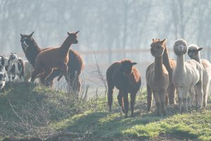 Imagine: Zona special amenajată în Parcul „Romanescu” din Craiova pentru alpaca și căprioare în Valea Ciutelor