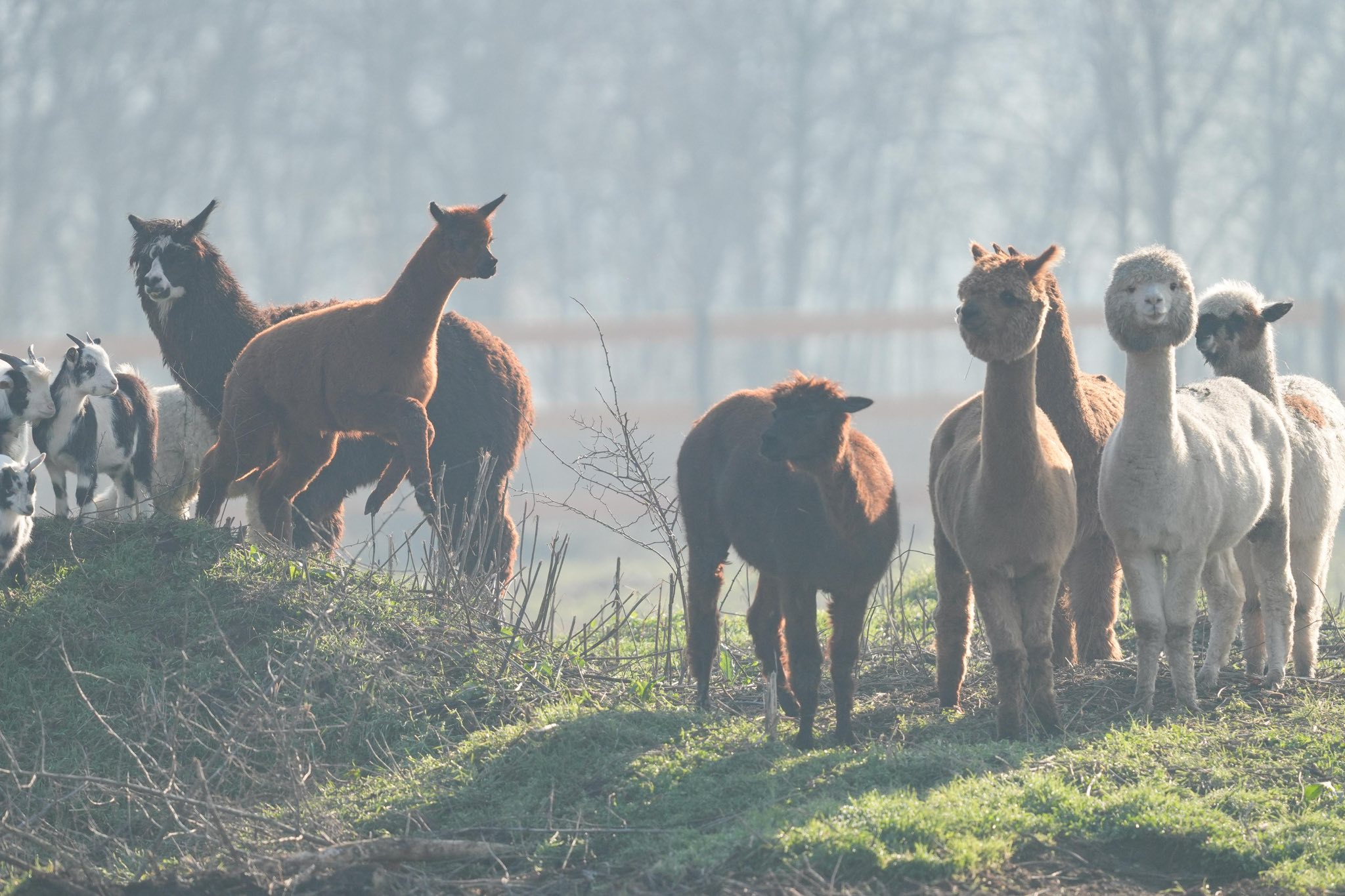 [ad_1] În Parcul „Nicolae Romanescu” din Craiova a fost deschisă oficial, recent, Valea Ciutelor, o zonă special amenajată pentru căprioare și alpaca, unde vizitatorii pot interacționa cu aceste animale