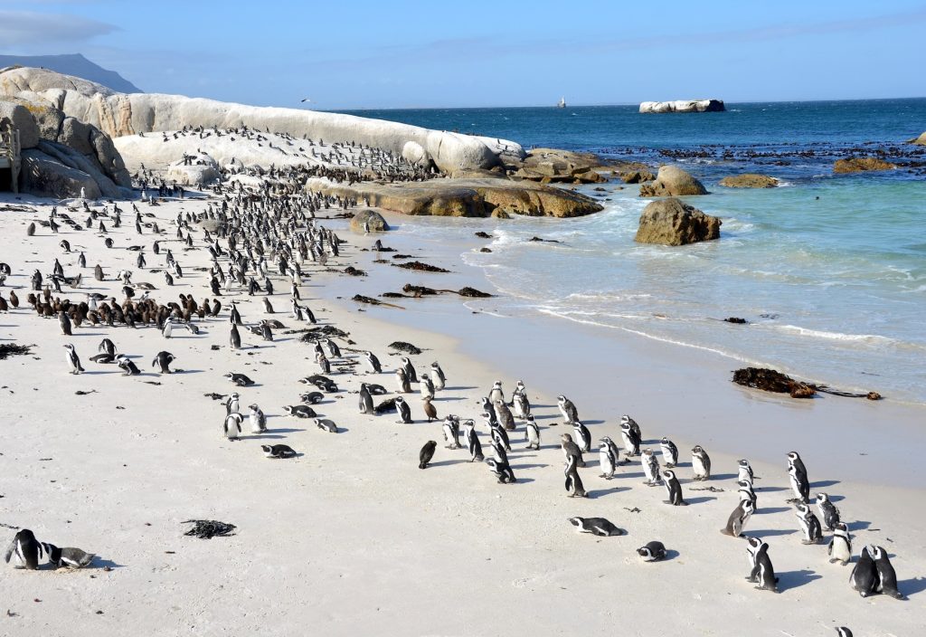 Boulders_Beach_Suedafrika.jpg