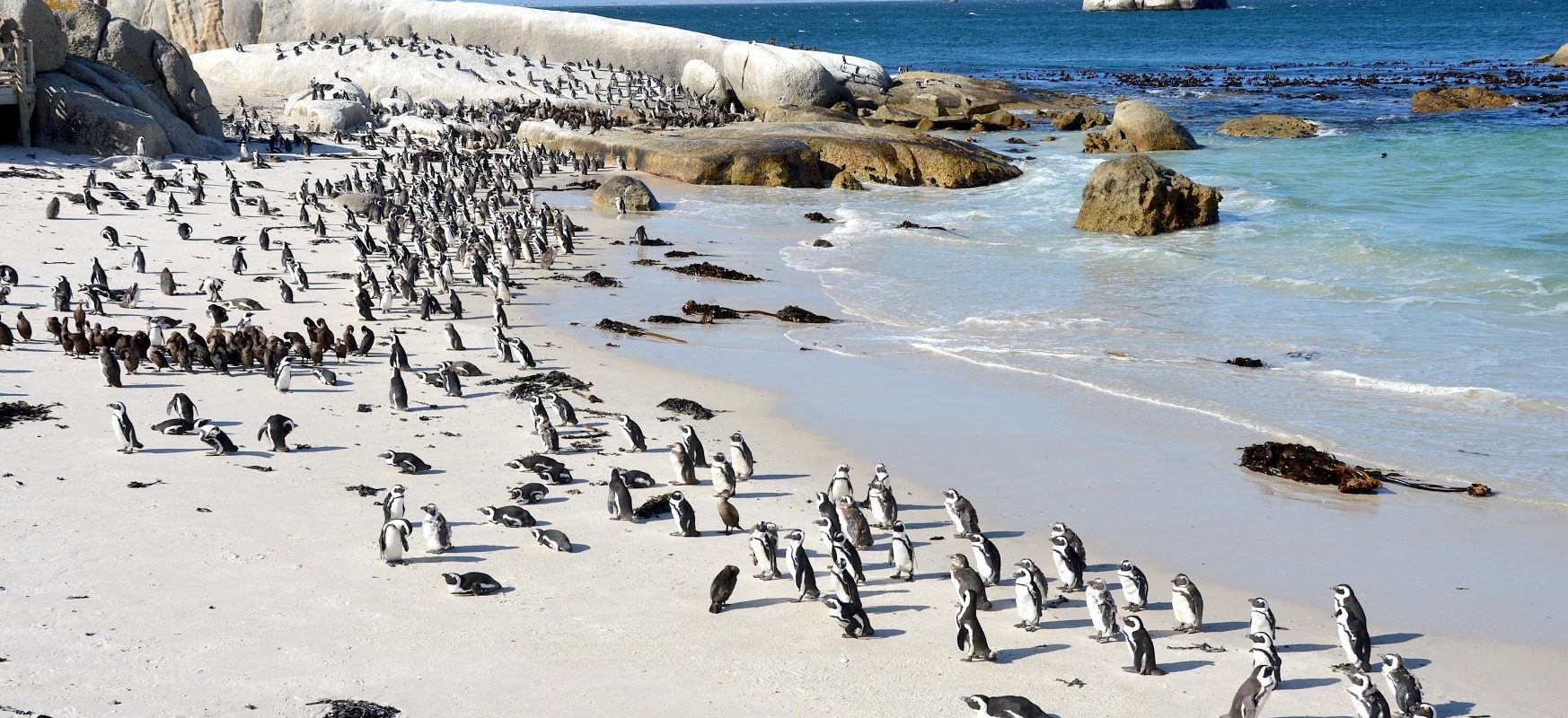 Boulders_Beach_Suedafrika.jpg