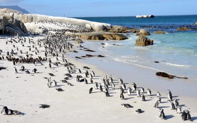 Boulders_Beach_Suedafrika.jpg