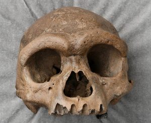 Primul indiciu despre cel mai mare mister al evoluției umane a început să apară: impactul anul 2025 asupra științei”