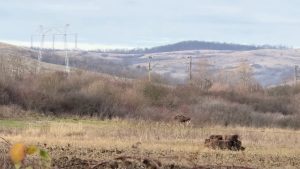 Un elan invadat o zonă neamenajată din județul Hunedoara, asociatia Rewilding Romania menționează că, deși originea animalului nu este încă clară, se știe că în Ucraina și Polonia există populații stabile de elani