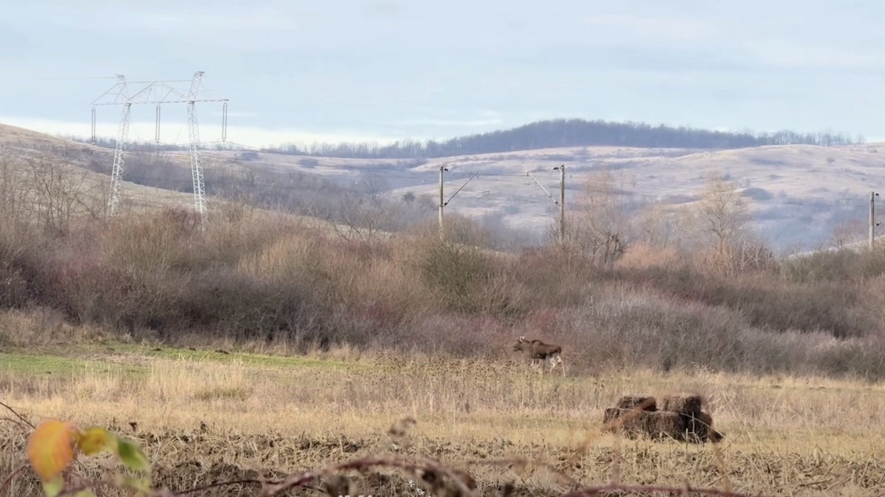 Un elan invadat o zonă neamenajată din județul Hunedoara, asociatia Rewilding Romania menționează că, deși originea animalului nu este încă clară, se știe că în Ucraina și Polonia există populații stabile de elani