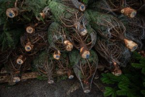 Polițiștii au confiscat o tonă de cetină de brad și au aplicat o amendă de 2.000 de lei