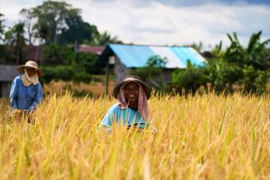 Tendințele principale pentru călătoriile în Bali în anul 2026 vor fi alimentația, agricultura și starea de bine.

Sau, într-o altă variantă:
 În anul 2026, Insula Bali se va concentra pe trei tendințe majore: gastronomie, fermă și sănătate.

Sau, într-o a treia variantă:
Anul 2026 aduce noi tendințe pentru turiștii care vizitează Bali: mâncarea, fermelor și îngrijirea sănătății.