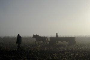 Iarnă temperat-rozătoare, prielnică pentru agricultură / Estimările meteorologice: culturile de toamnă se dezvoltă în condiții favorabile, cu doar mici carențe de umiditate
