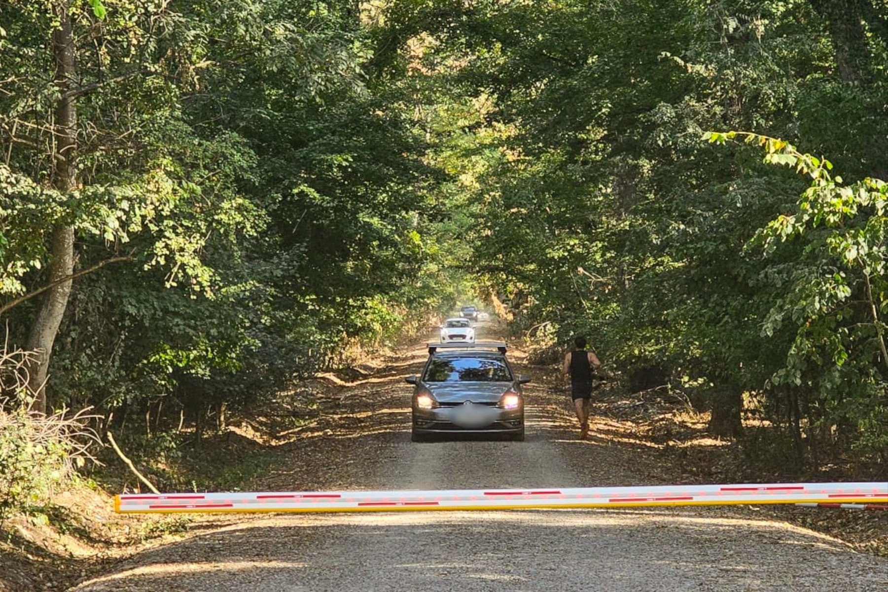 Campanie de semnături pentru protejarea Pădurii Băneasa: peste 700 de suporteri solicită declararea zonei ca centru natural protejat și eliminarea traficului rutier ilegal