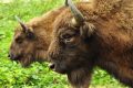 bizoni-WWF-Romania.jpeg
