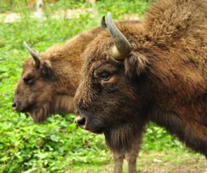 Locuitorii unei localități din Argeș, îngrijorați de pagubele cauzate de zimbri / Primar: „Locuitorii trăiesc cu teama în suflet. Zimbrii nu mai reprezintă o raritate, ci o amenințare”