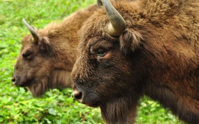 bizoni-WWF-Romania.jpeg