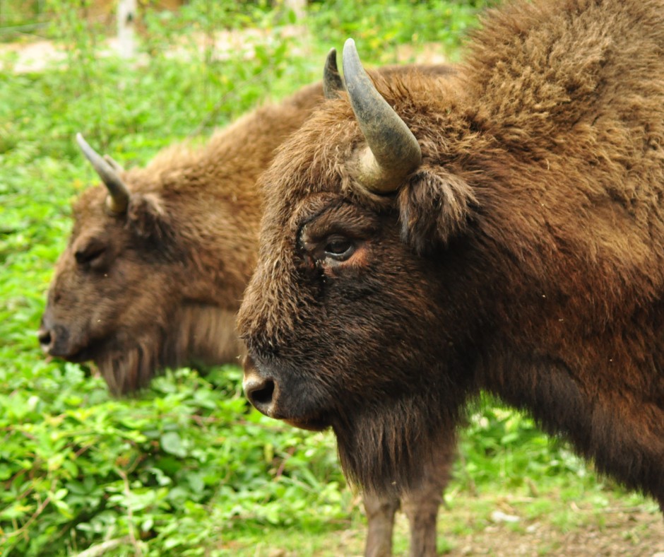 bizoni-WWF-Romania.jpeg