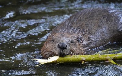 castor-copie.jpg