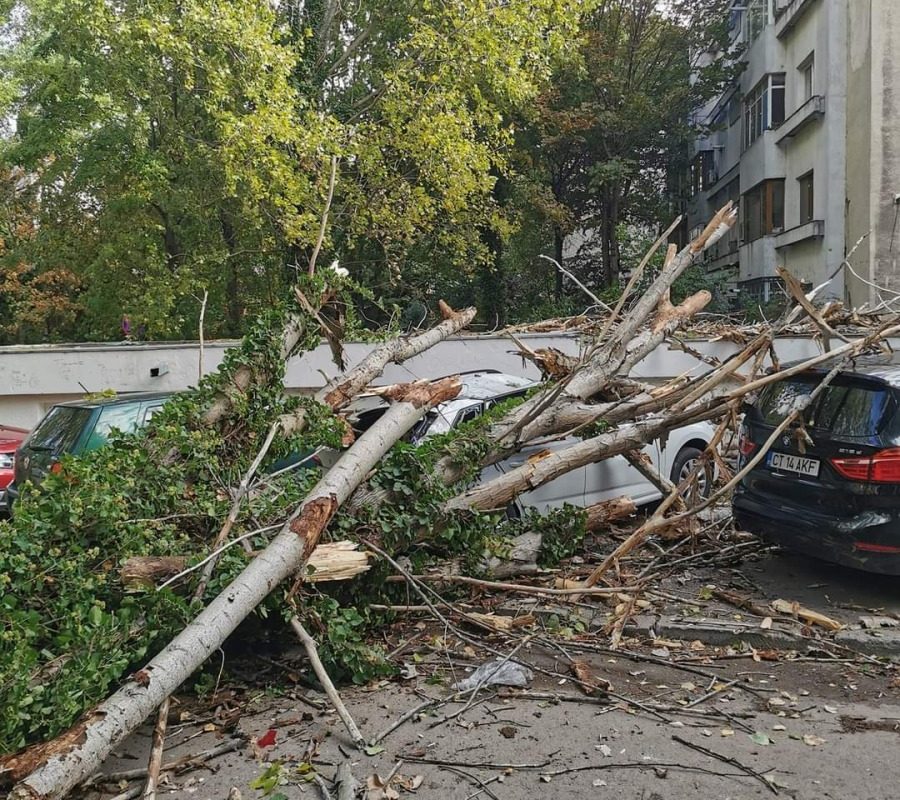 copac-cazut-furtuna-cod-galben-vant-puternic2.jpeg