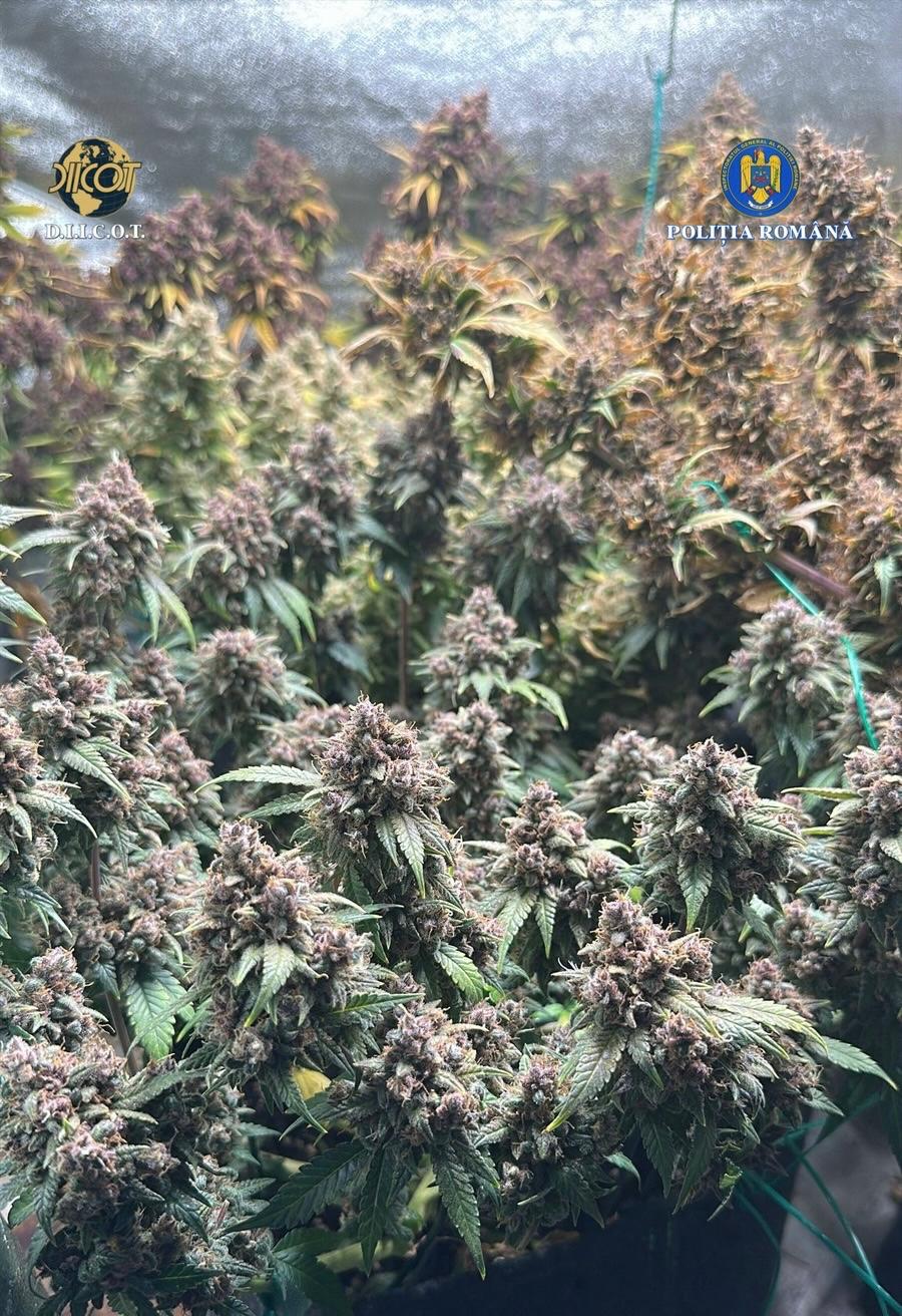 Guvernul României se pregătește să aprobe, în ședința de joi, un proiect de lege menită să modifice și să completeze legislația privind regimul plantelor, substanțelor și preparatelor stupefiante și psihotrope