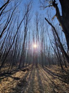 Directorul Romsilva: Am păstrat în proprietate publică a statului 48.000 de hectare de pădure după soluționarea unor litigii de 17 ani