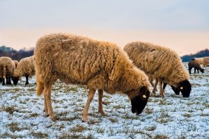 Grecii sacrifică peste 450.000 de animale din cauza variolei la oi și capre