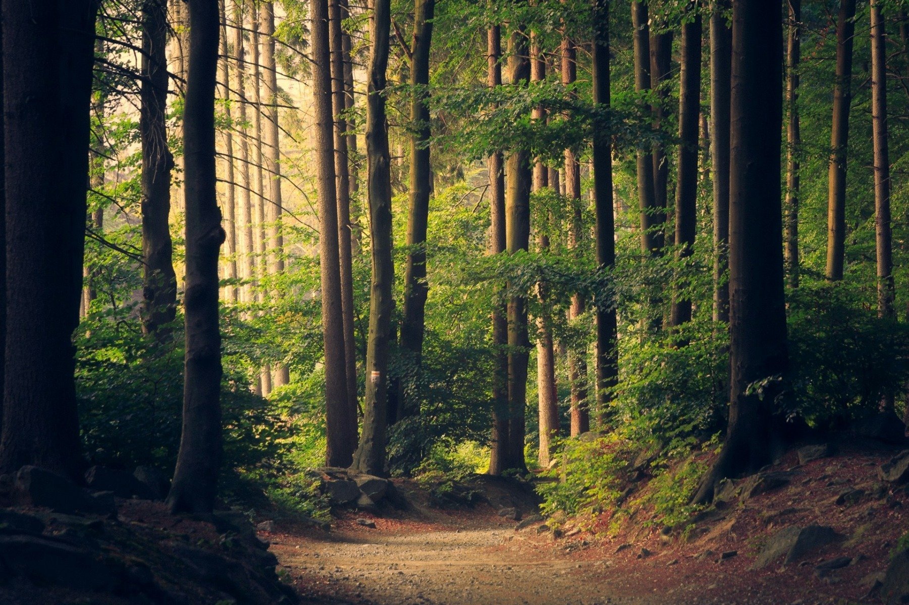 Creștere anuală de 59 milioane metri cubi în volumul de masă lemnoasă din România, conform ultimei statistici a Inventarului Forestier Național III