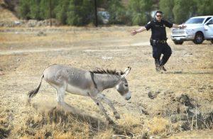 Descoperă țara măgarilor: Reche Canyon, zona unde aceste animale circulă liber și participă surprinzător la nunțile din curți